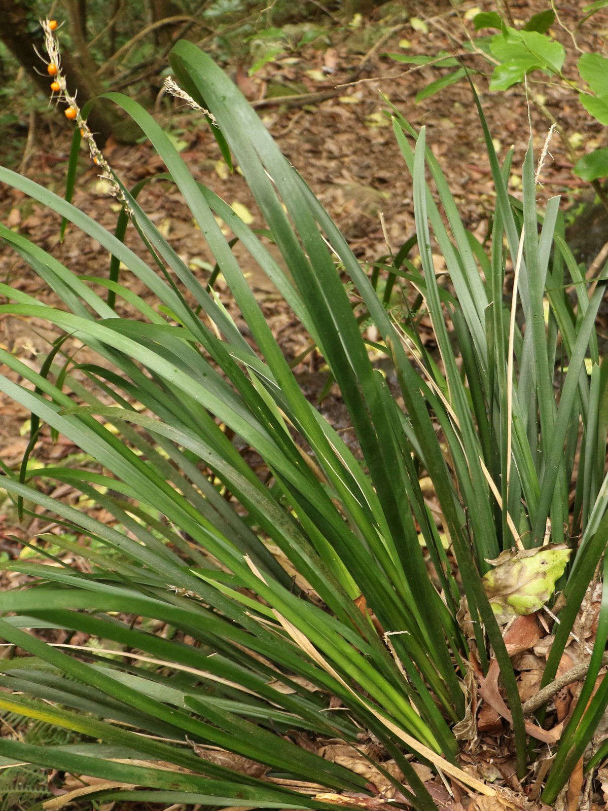 Lomandra spicata. Photograph by Peter Woodard via Wikimedia.