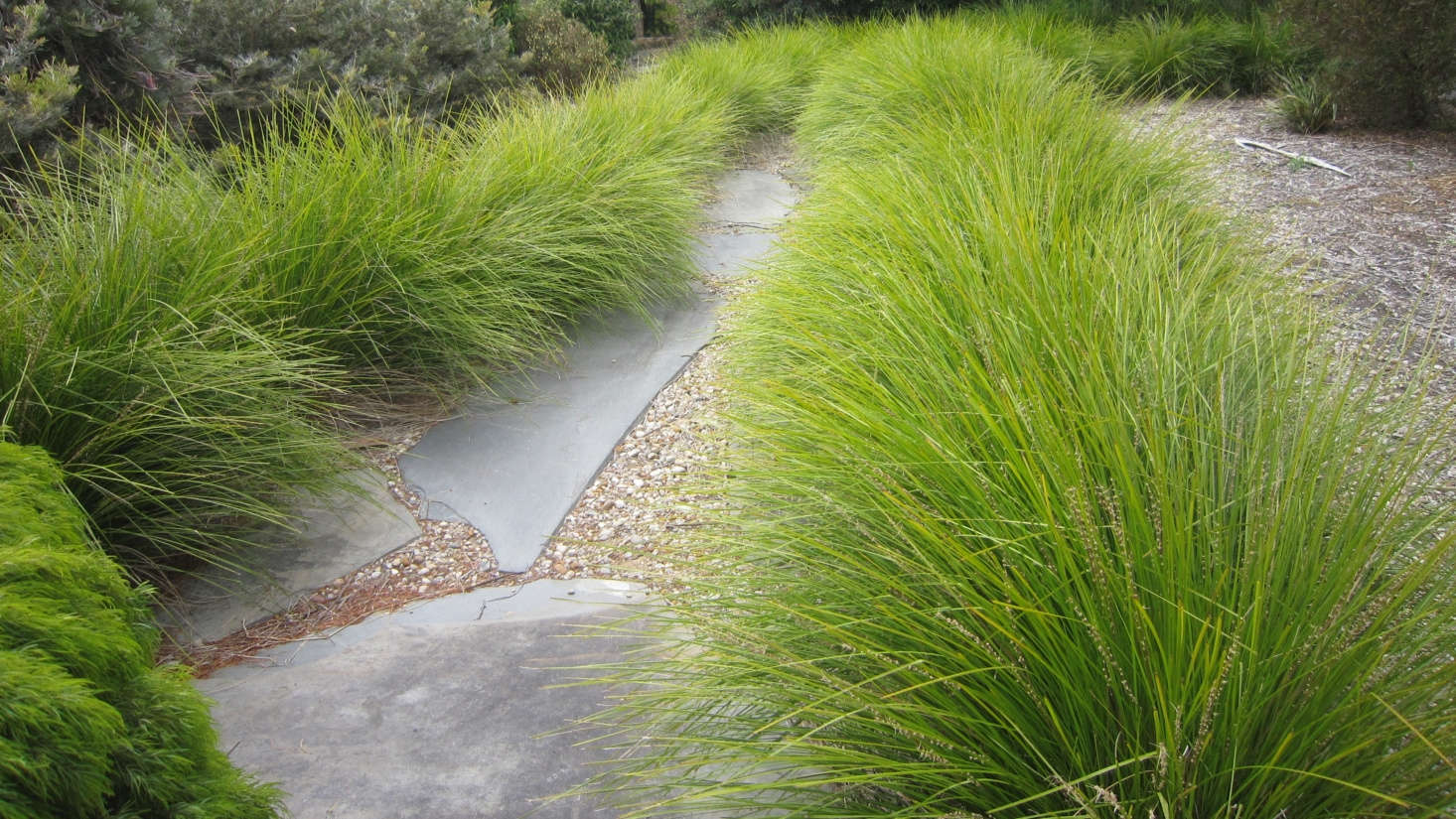Lomandra longifolia 