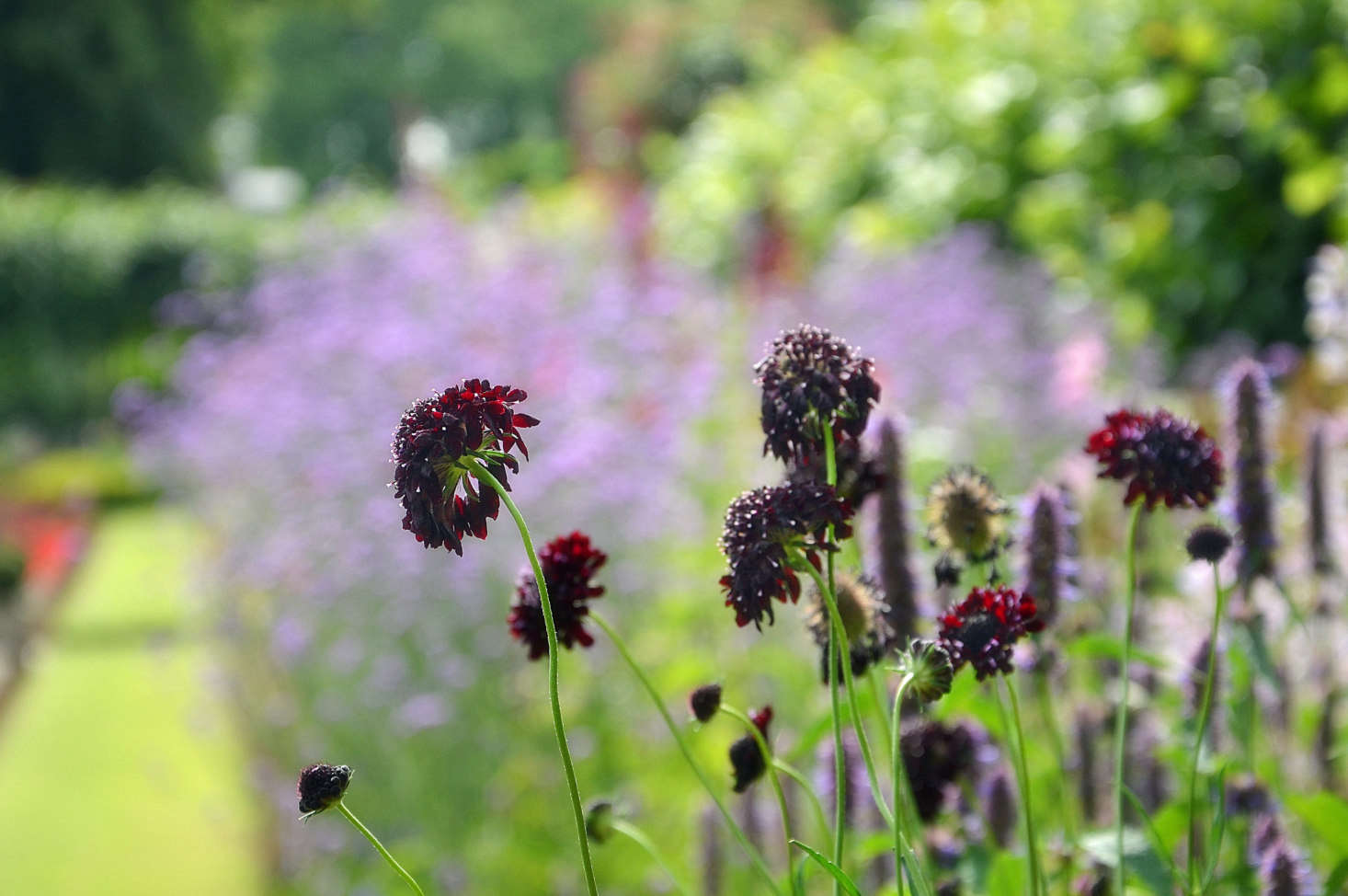 Scabiosa in the sunken garden of Kensington Palace. Photograph by Dun.can via Flickr, from Garden Ideas to Steal from Meghan Markle and Prince Harry at Home.