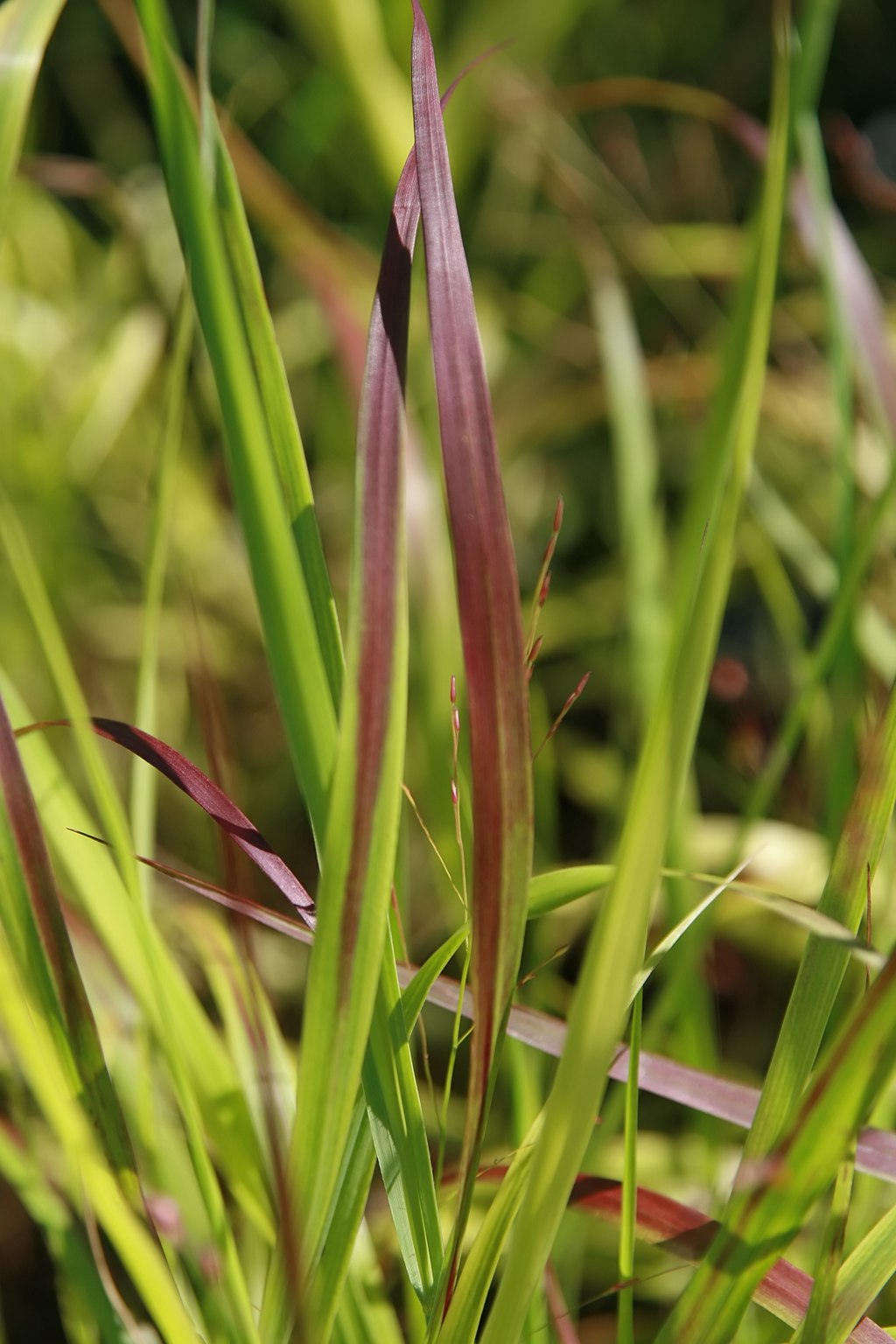 Flat-bladed Panicum virgatum 