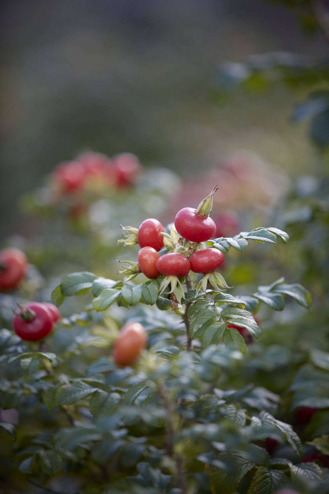 With the size and intensity of color of crabapples, rose hips are one of the joys of fall.