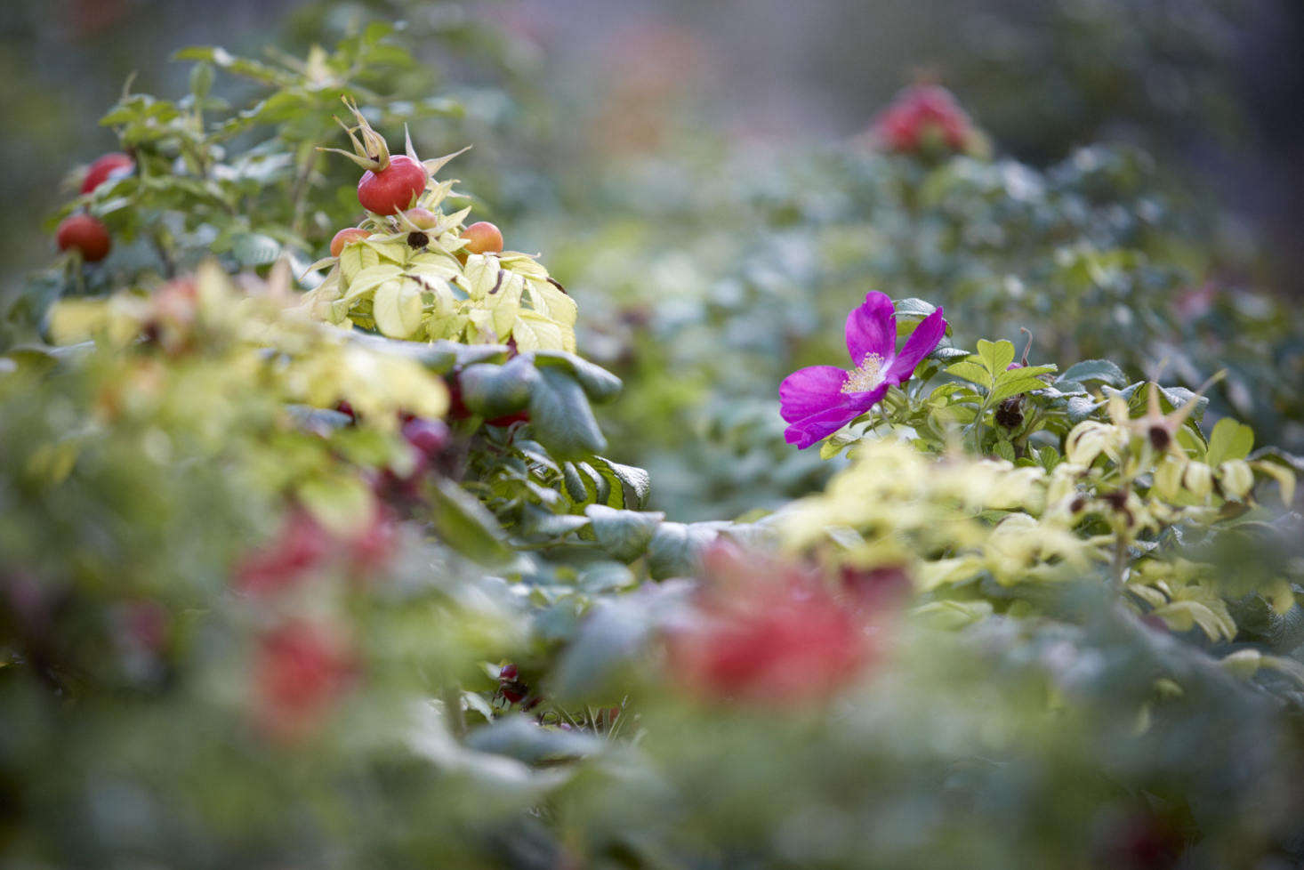 Rosa rugosa 