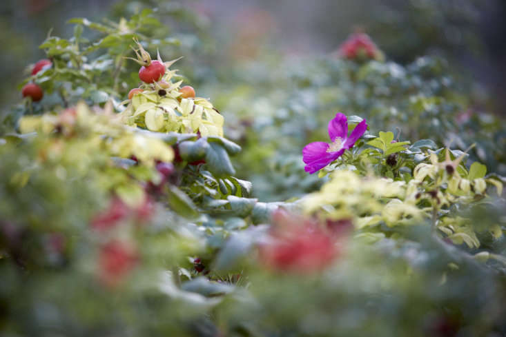 Rosa rugosa &#8\2\16;Rubra&#8\2\17;.