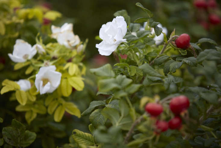 Rosa rugosa in the fall. Photograph by Britt Willoughby Dyer, for Gardenista, from Gardening \10\1: Rosa Rugosa.