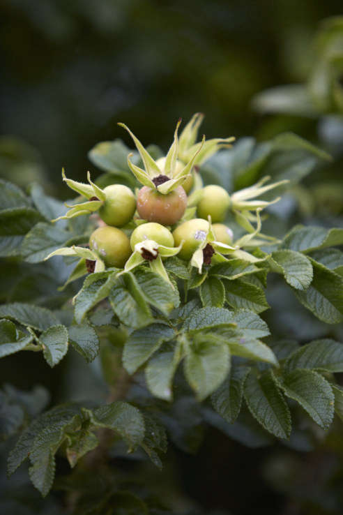 Gardening 101: Rosa Rugosa - Gardenista