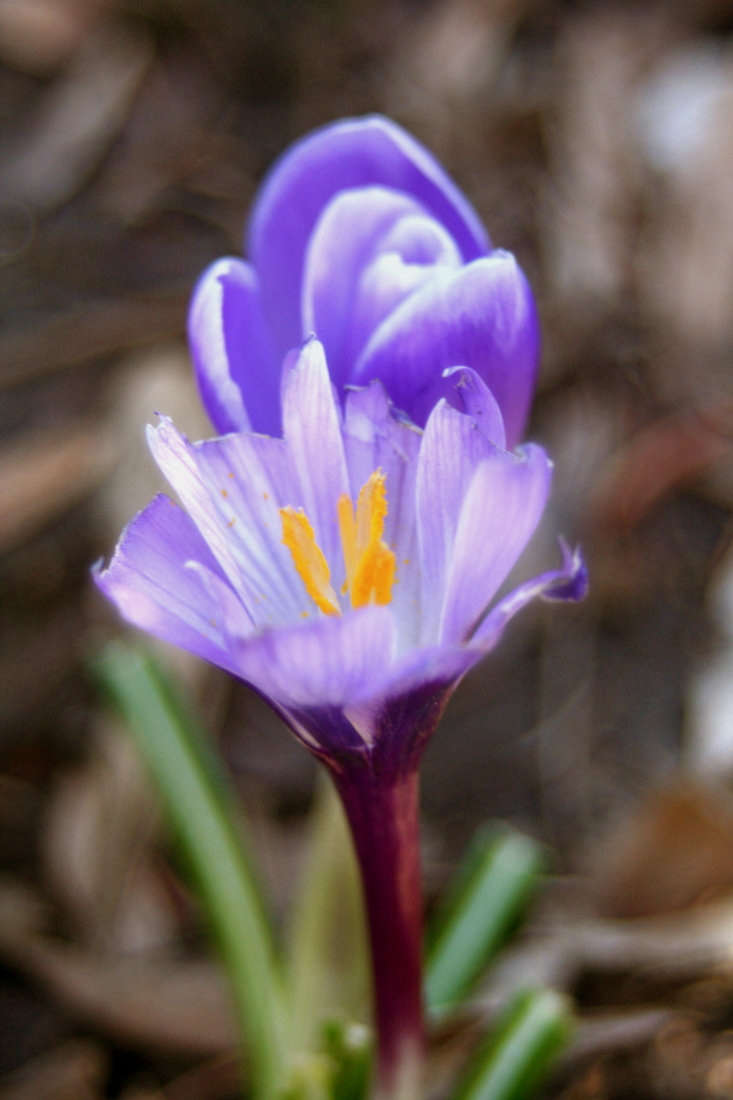 Low-growing crocuses are among the first bulbs to flower in early spring and look like a colorful carpet if you plant the bulbs in a lawn. After the flowers fade, you can mow the foliage along with the turf. Photograph by ChelseaWa via Flickr.