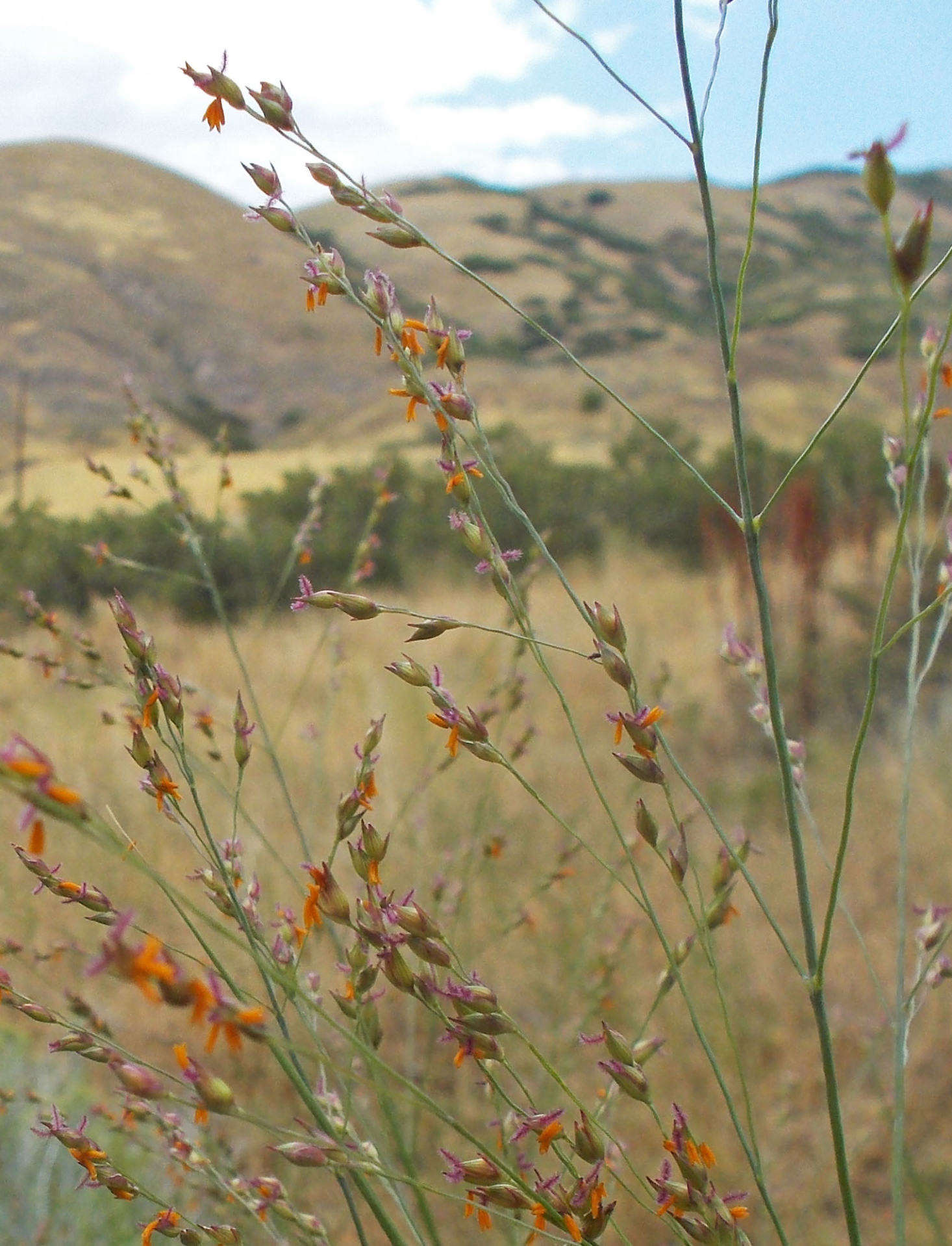 Switchgrass grows in the botanical garden Red Butte Garden, in the foothills of Salt Lake City, Utah. Photograph by Andrey Zharkikh via Flickr.