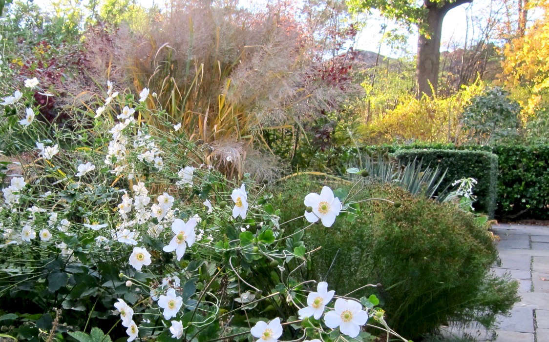 The prairie comes to the city. White Japanese anemones (