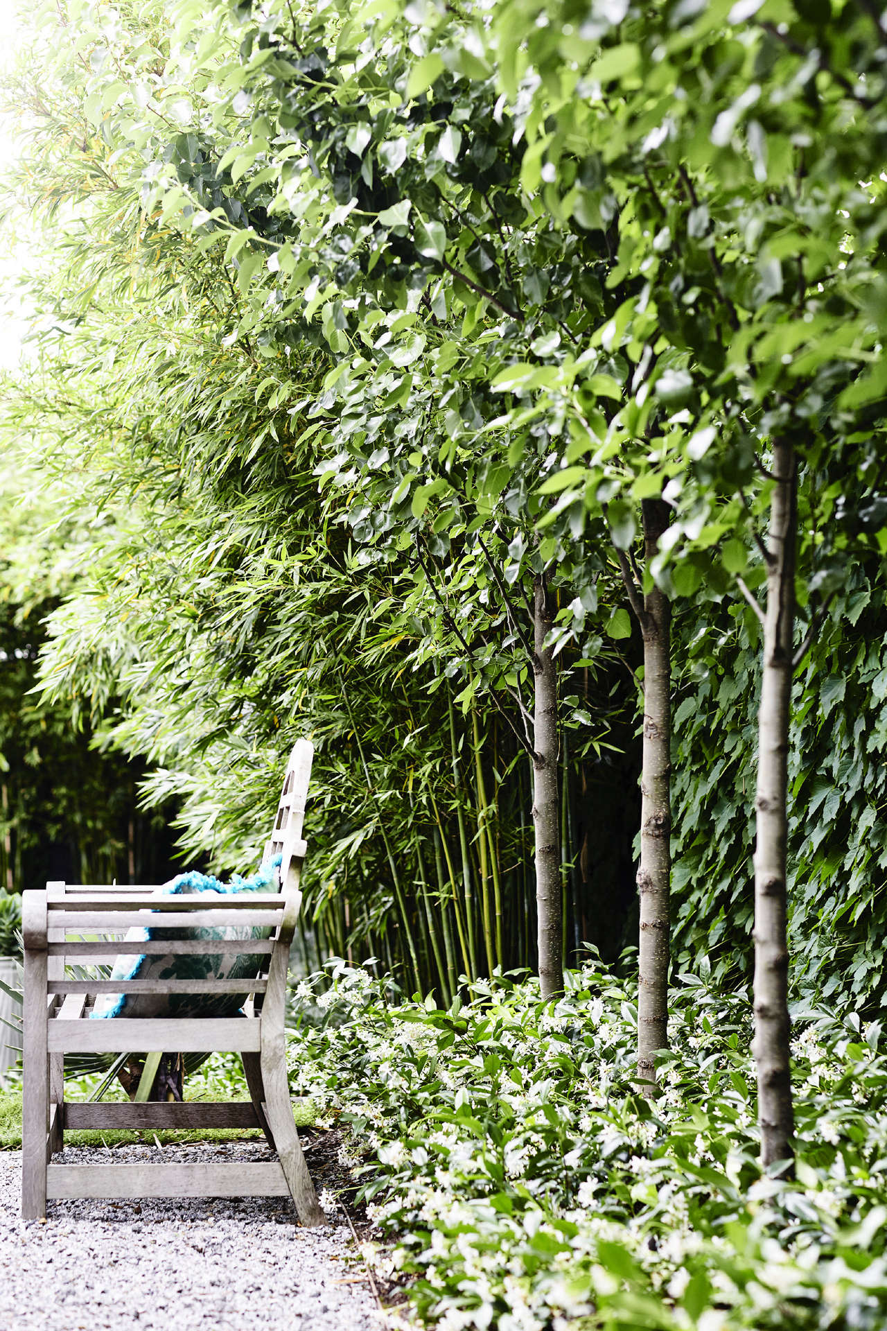 Boston ivy softens the fence, and a row of pleached flowering pears (Pyrus calleryana ‘Chanticleer’) creates another layer of foliage (and privacy).