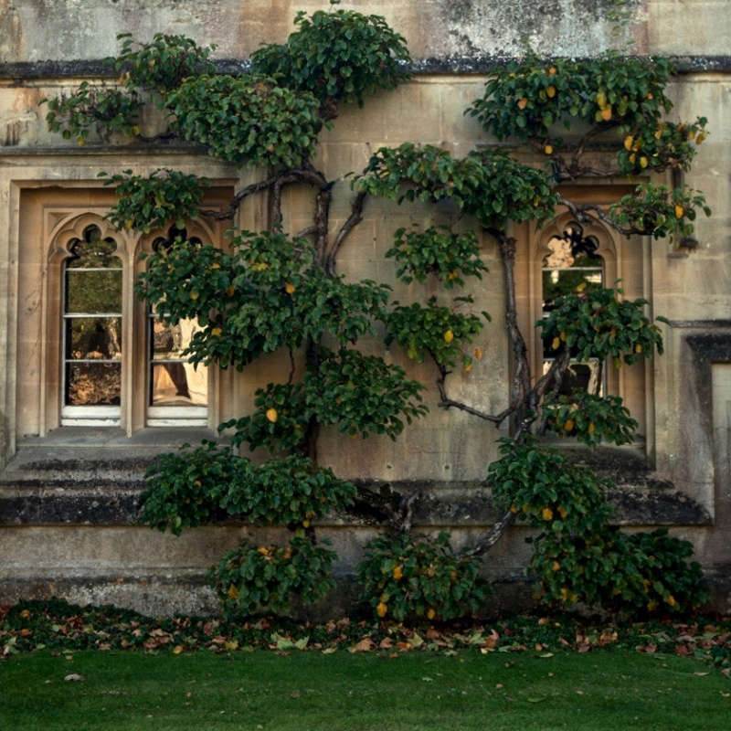 How to Successfully Grow Silk Tassel Bush A Field Guide to Planting