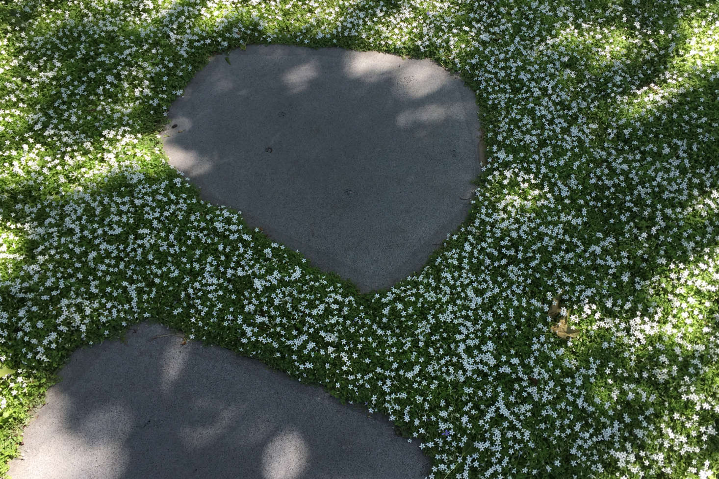 Similar in habit to the ground cover star creeper (which is an Isotoma), Australia native Pratia blooms with an explosion of starry white flowers.