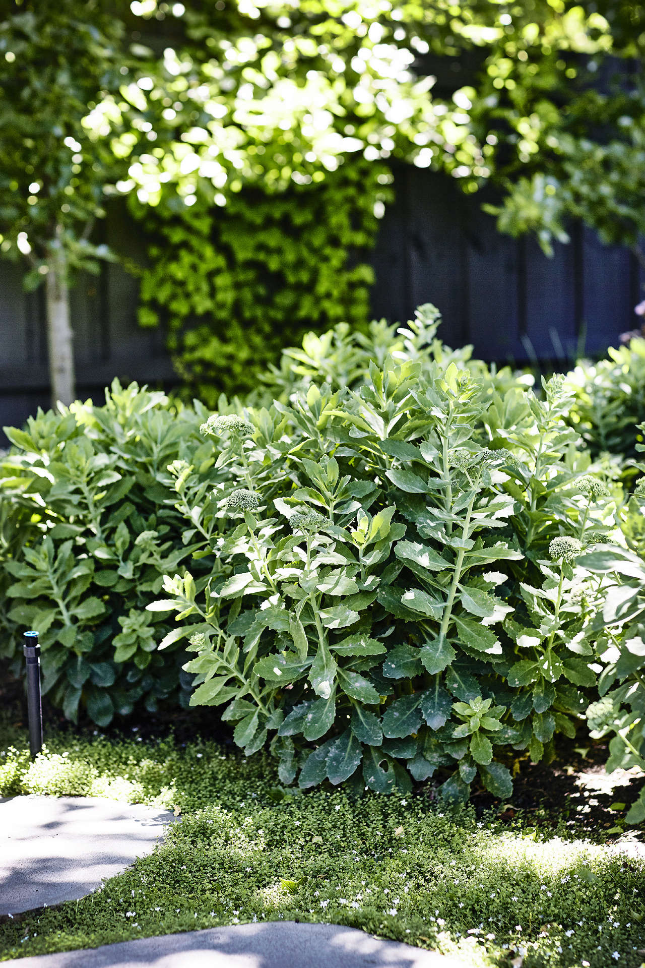 Sedum 