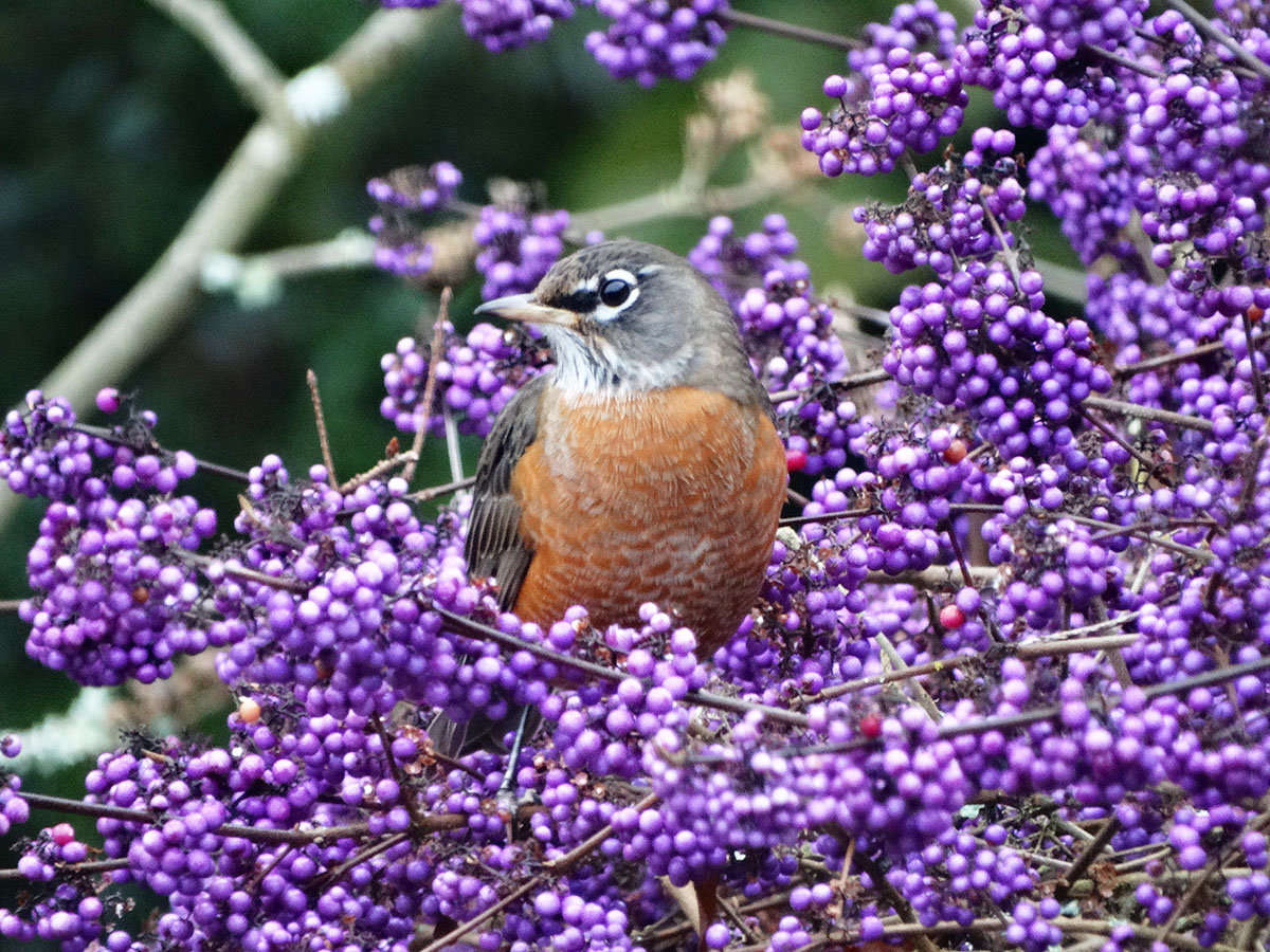 Photograph by Mark Ahlness, via Flickr.