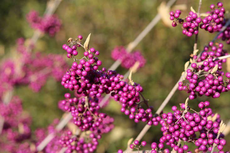 The vibrant berries are even safe to eat: While not remarkable in flavor (they taste a little like a mild version of the Middle Eastern spice mahlab), they add  gorgeous color to jellies and infused drinks.