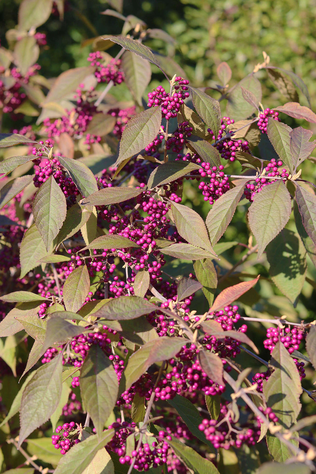 Fruit begins to set in summer while a beautyberry shrub is in full foliage, and gradually turns a bright, neon violet.