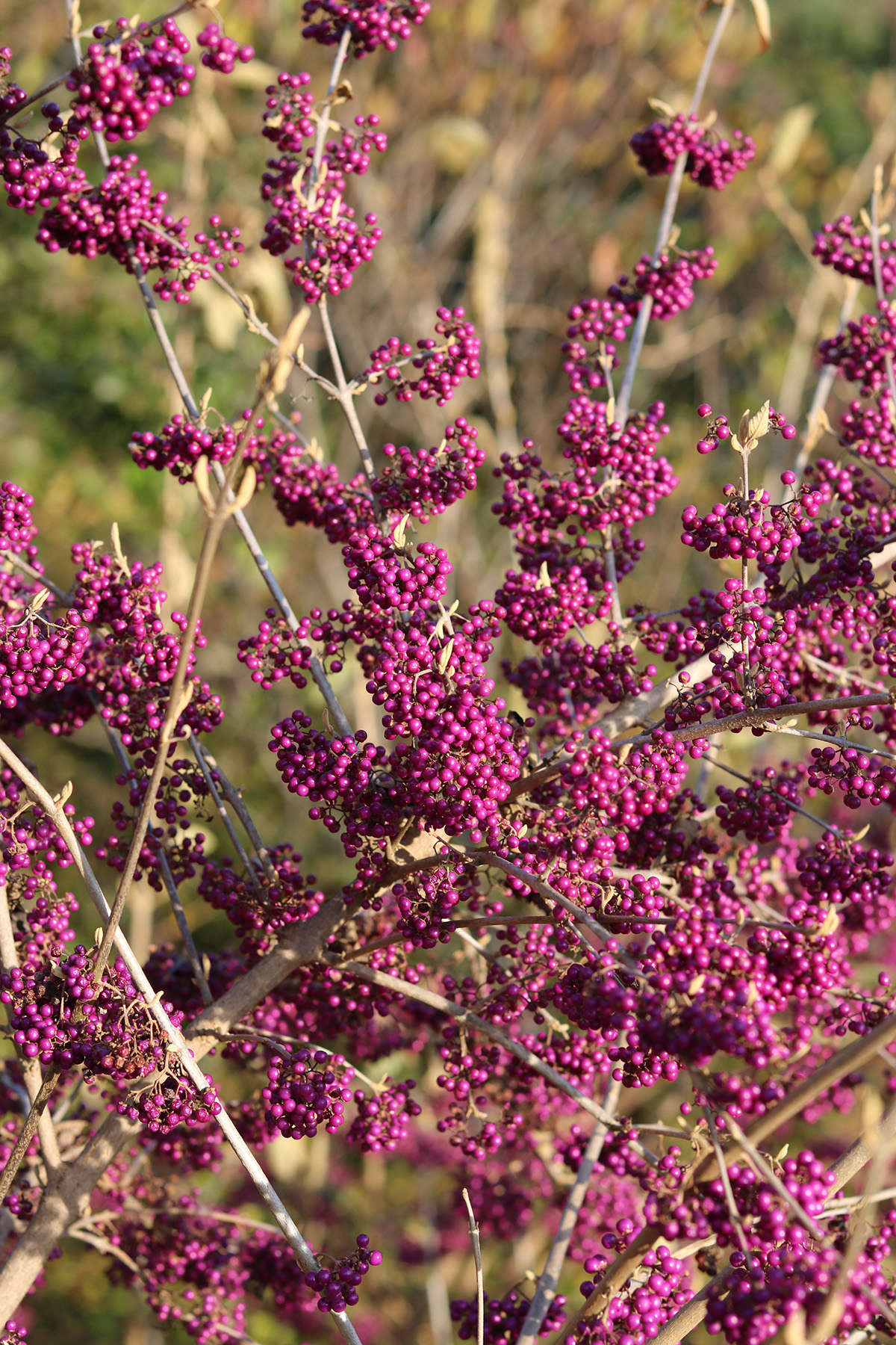 While there are dozens of species of Callicarpa—the genus to which beautyberries belong—the one we recommend planting on its home continent is a North American native, Callicarpa americana.