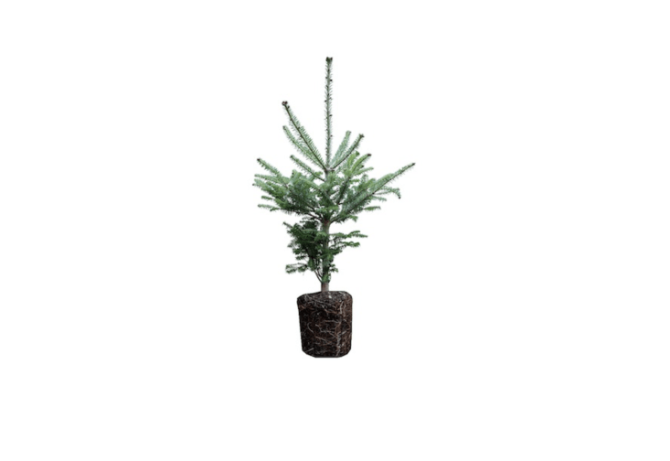 A Balsam Fir Large Tree Seedling is \$\24.99 from the Jonsteen Company.