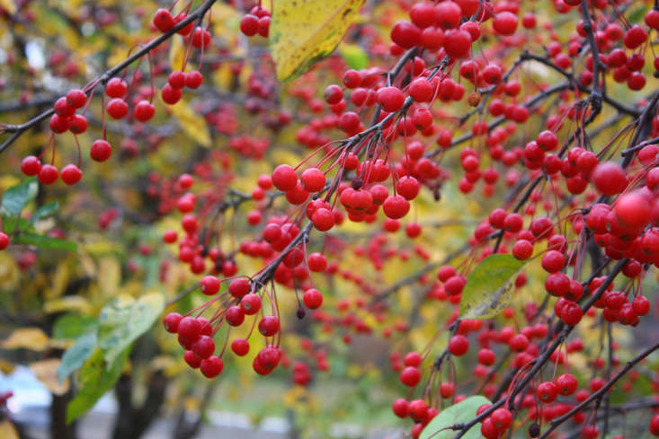 Crabapples in late fall by Marie Viljoen