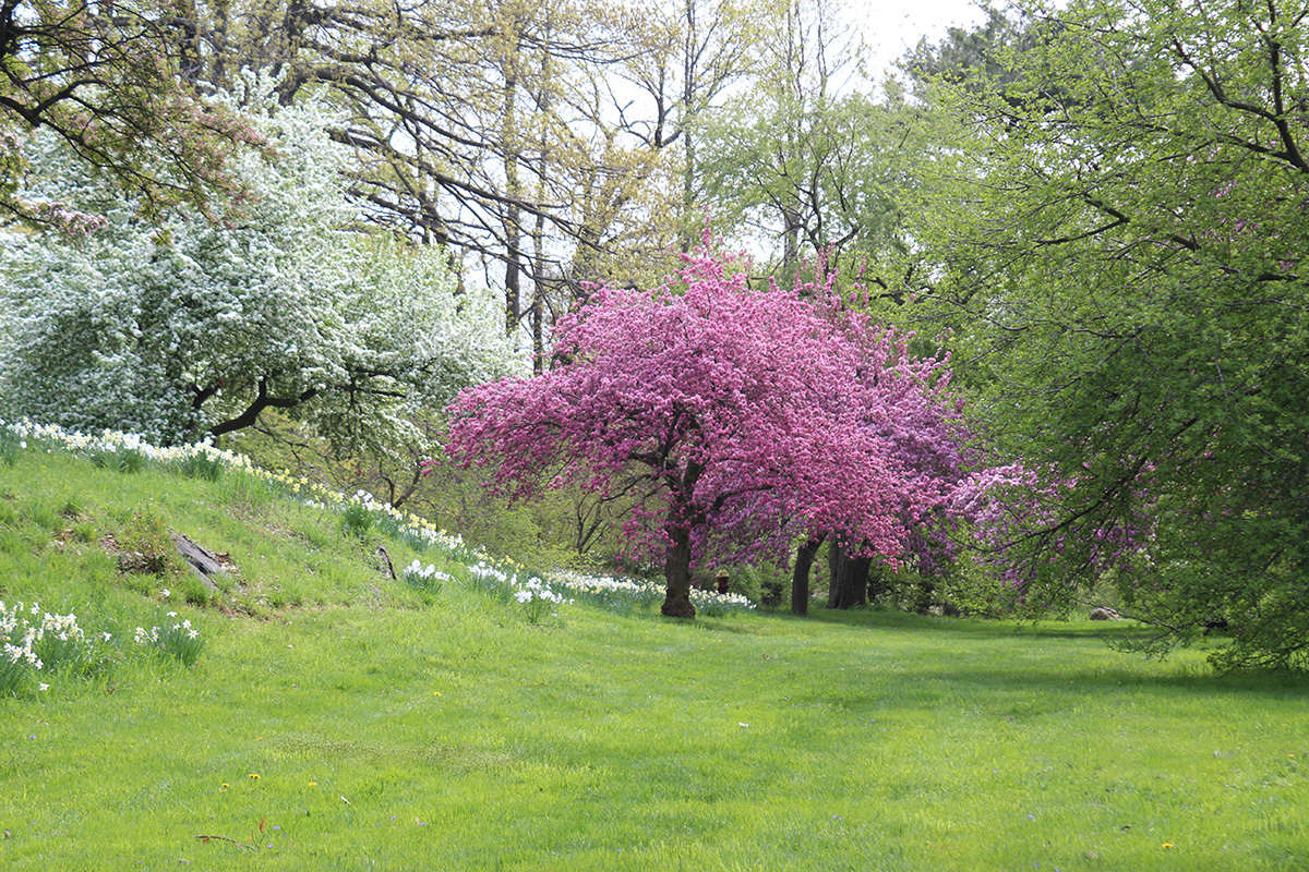 How to Successfully Grow Crabapple Trees A Field Guide to
