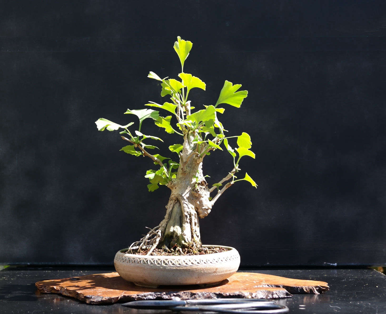 Left to its own devices in the open air, a mature ginkgo tree will grow higher than 0 feet. But this versatile tree also is happy as a bonsai. Photograph by Jerry Norbury via Flickr.