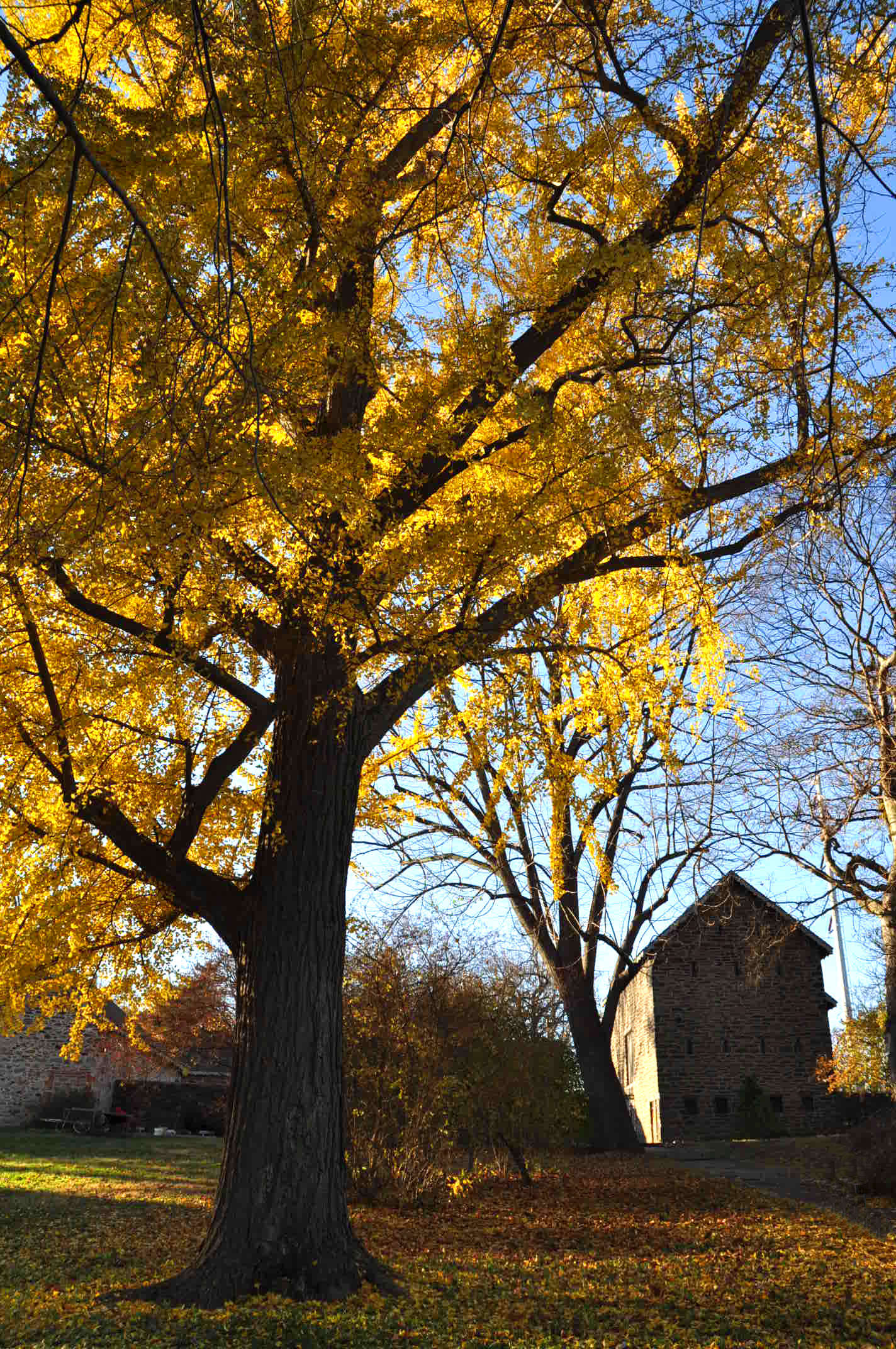 The oldest living ginkgo tree in the United States is in Bartram