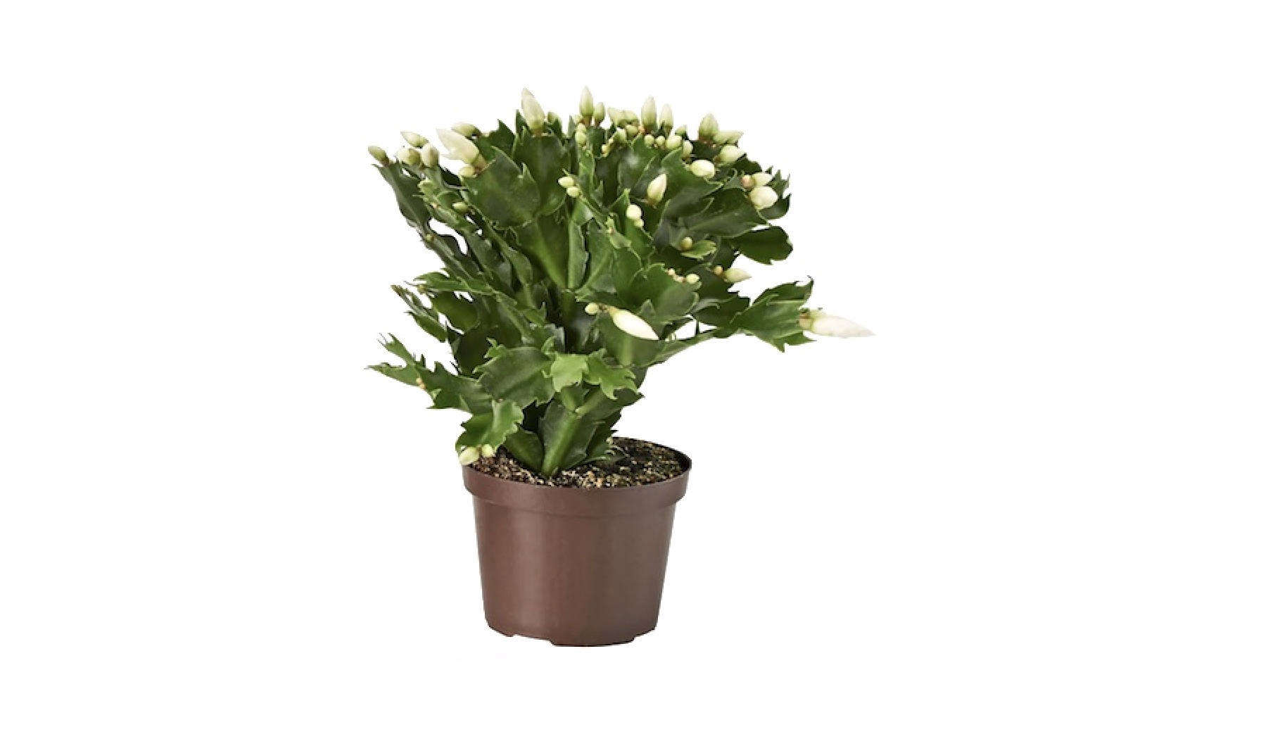 Christmas Cactus A Houseplant That Will Change Your Life Gardenista
