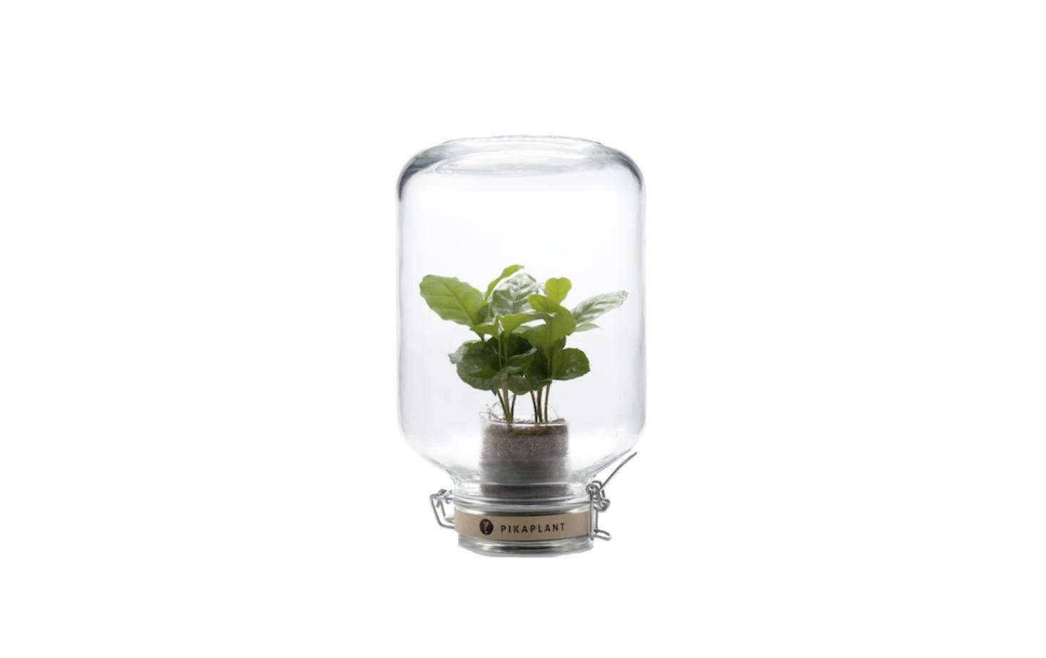 Sealed inside an airtight glass jar, a Pikaplant coffee plant (also shown in the top photo of the post) creates its own ecosystem and never needs to be watered. 