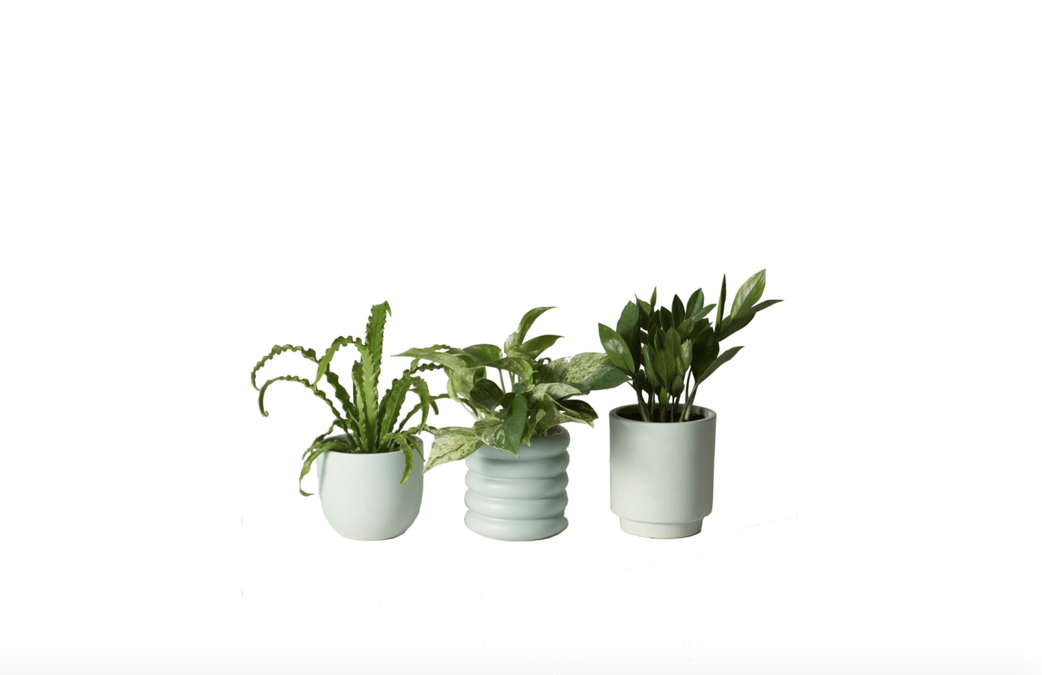 From NY-based The Sill, a plant-of-the-month subscription can be customized to deliver Low Light Plants, Pet-Friendly Plants, or Plants for Beginners in 5-inch earthenware planters (available in five colors including mint as shown); $35 a month.