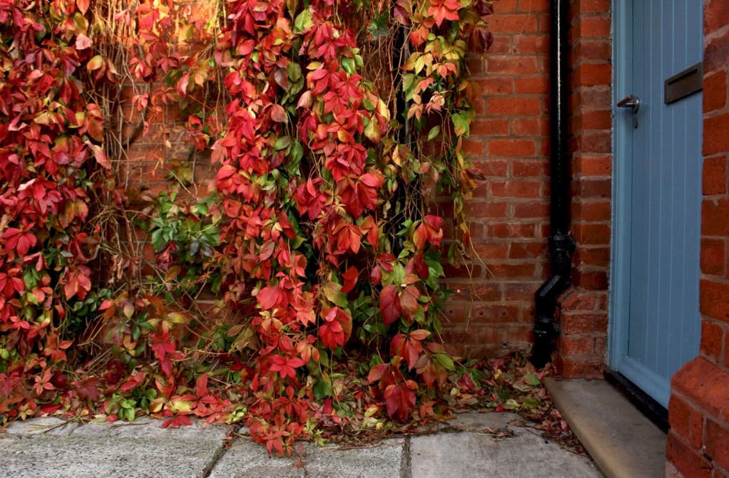 Gardening 101 Virginia Creeper Gardenista