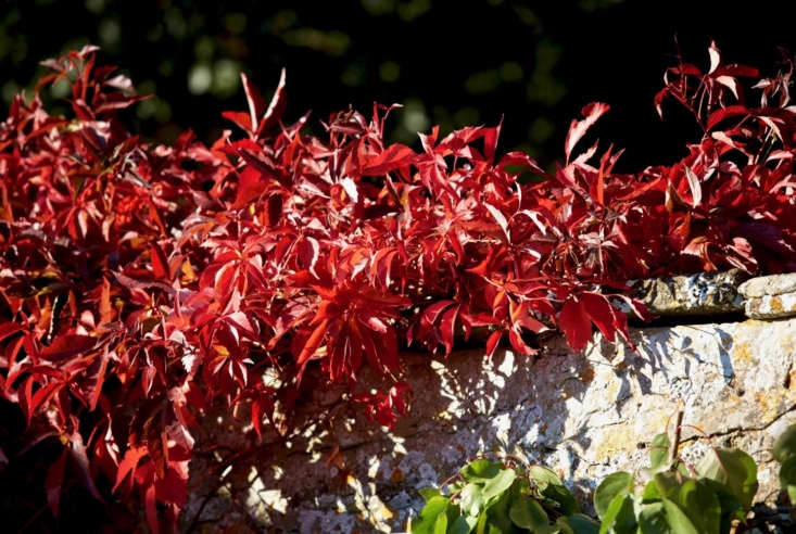 Virginia creeper in full autumn color drapes luxuriously over a stone wall at the Rousham estate in the English Cotswolds.