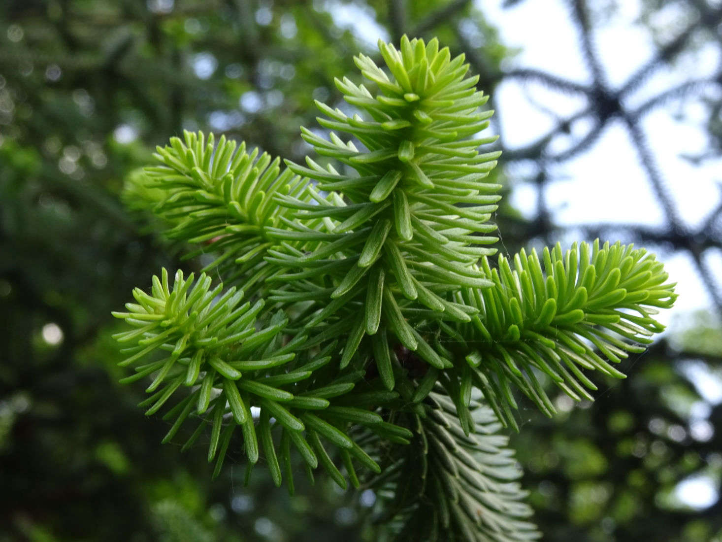 Gardening 101 Fir Tree Gardenista
