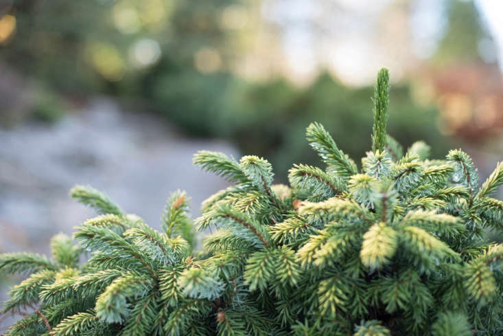 Abies balsamea &#8\2\16;Nana&#8\2\17; is a dwarf balsam fir. Photograph by Balakc via Flickr.