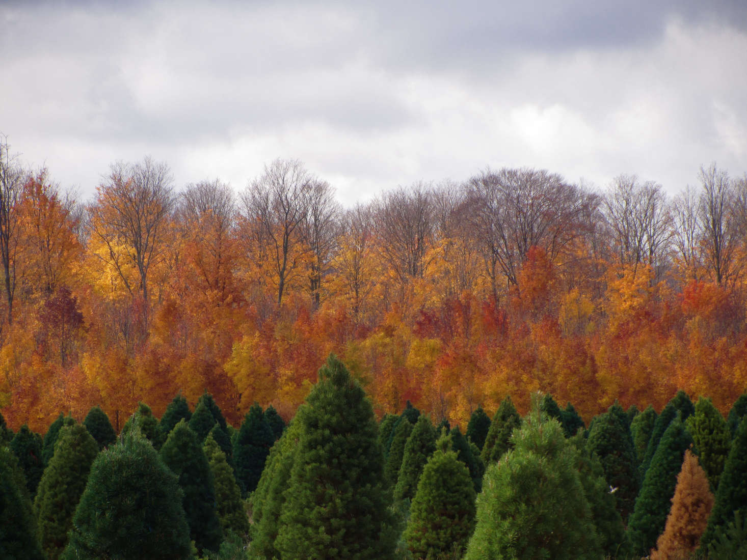 A Christmas tree farm in northern Michigan. Photograph by Rachel Kramer via Flickr, from Gardening data-src=