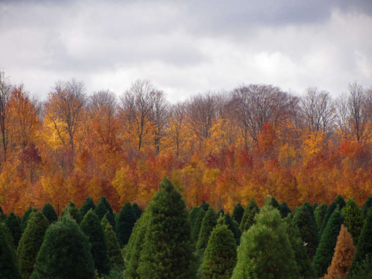 A Christmas tree farm in northern Michigan. Photograph by Rachel Kramer via Flickr.