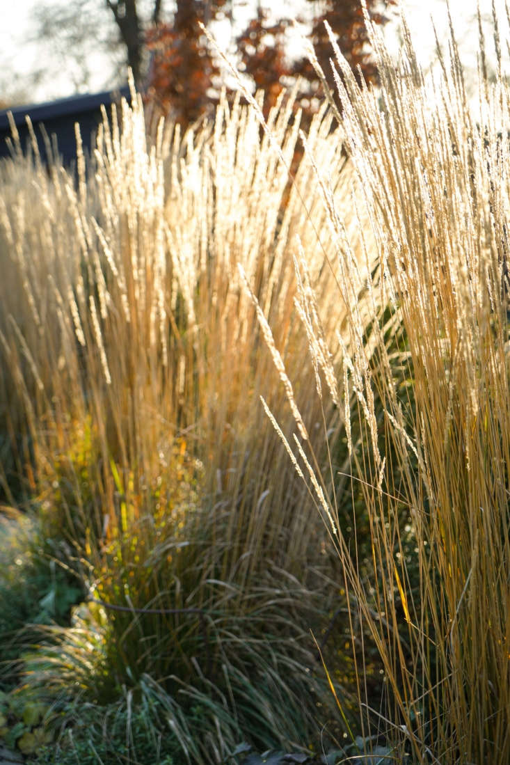 Feathery grasses can have as much visual impact as flowering plants.