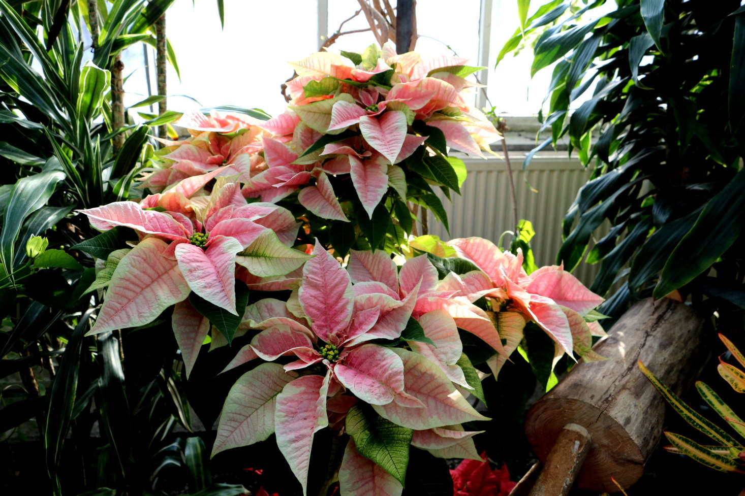 Poinsettias, pink and white stripe edition, are happy in the controlled conservatory climate of Toronto Botanical Garden. Photograph by Rina Pitucci via Flickr.