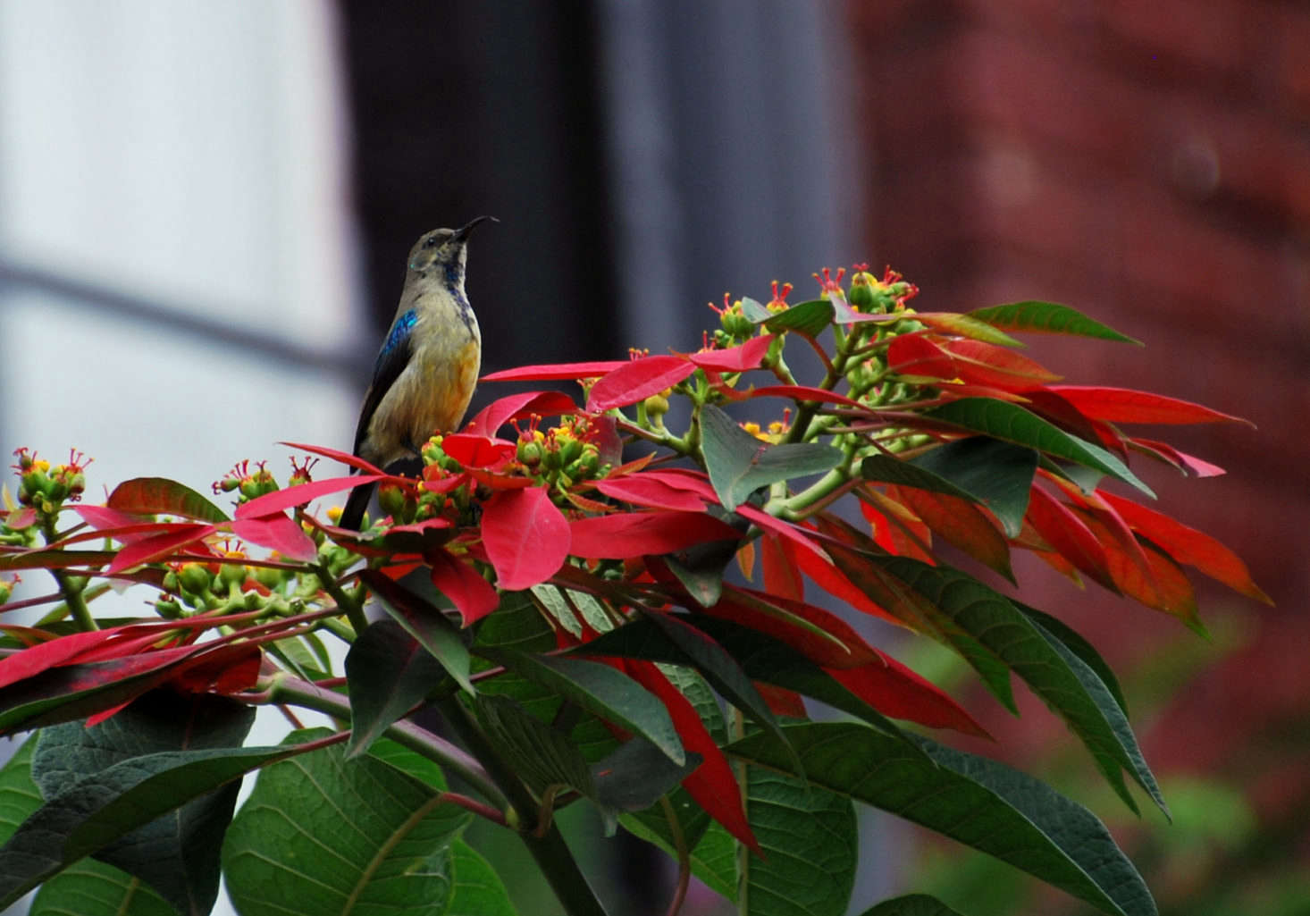 A bird perches on a poinsettia growing outdoors in Rwanda. Photograph by Kate via Flickr.