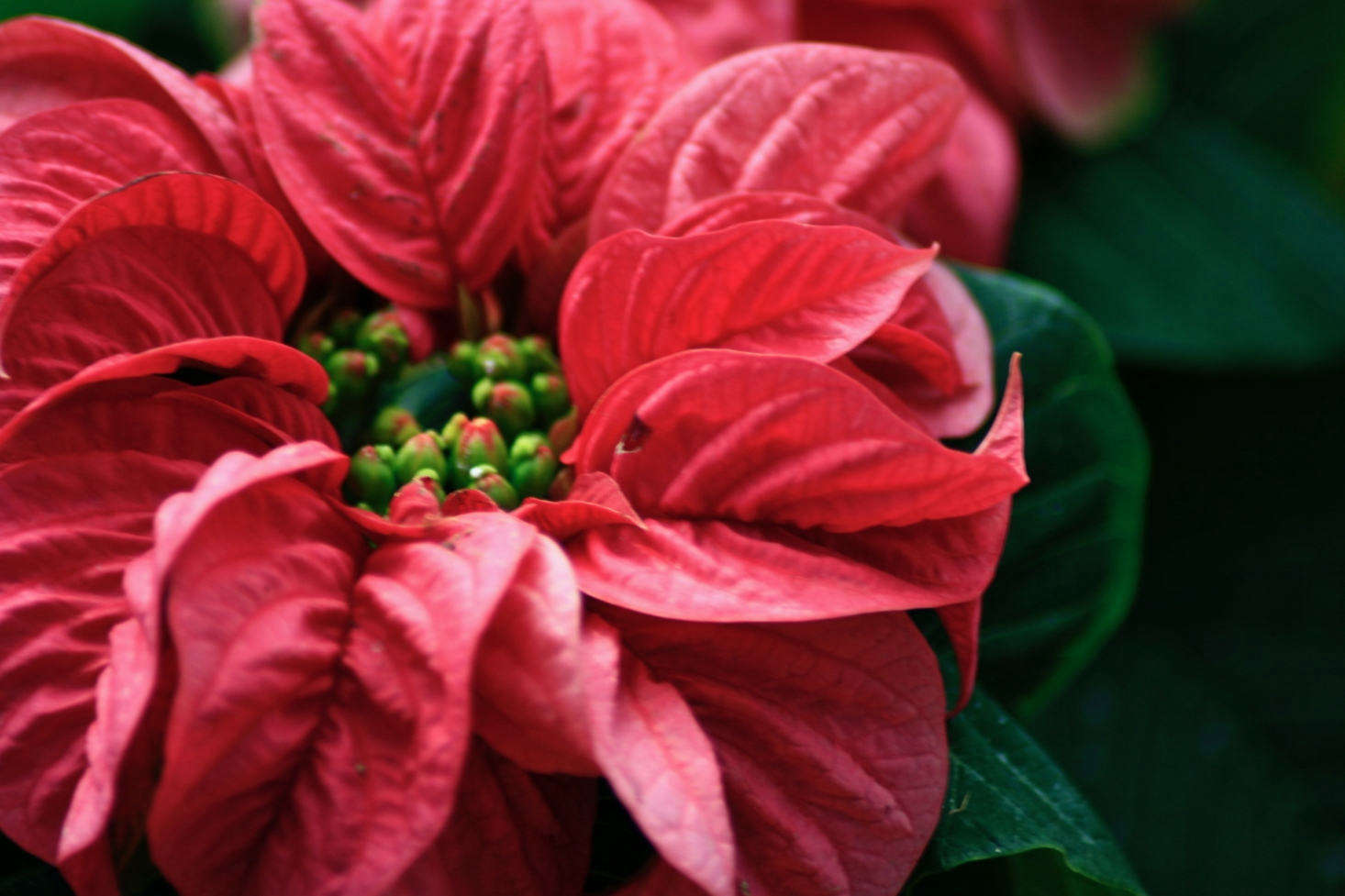 A poinsettia at Lalbagh Botanical Garden in Bangalore, India. Photograph by Swaminathan via Flickr.