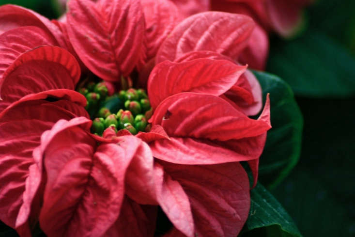 A poinsettia at Lalbagh Botanical Garden in Bangalore, India. Photograph by Swaminathan via Flickr.