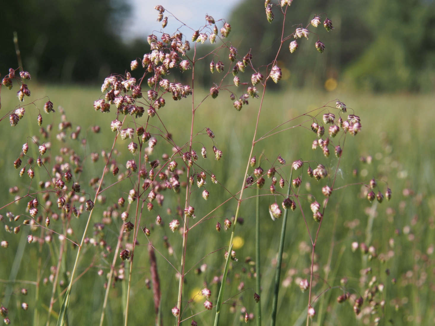 Briza media in Southern Heath Nature Park in Germany. Quaking grass is named for the tiny greenish flowers which turn to flattened purple pendants that dangle like quivering earrings. The flowers become straw-colored with maturity, Photograph by Hajotthu via Wikimedia Commons.