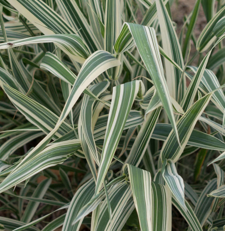 A variegated variety of ribbon grass (Phalaris arundinacea) has creamy striped foliage. Photograph by F.D. Richards via Flickr.