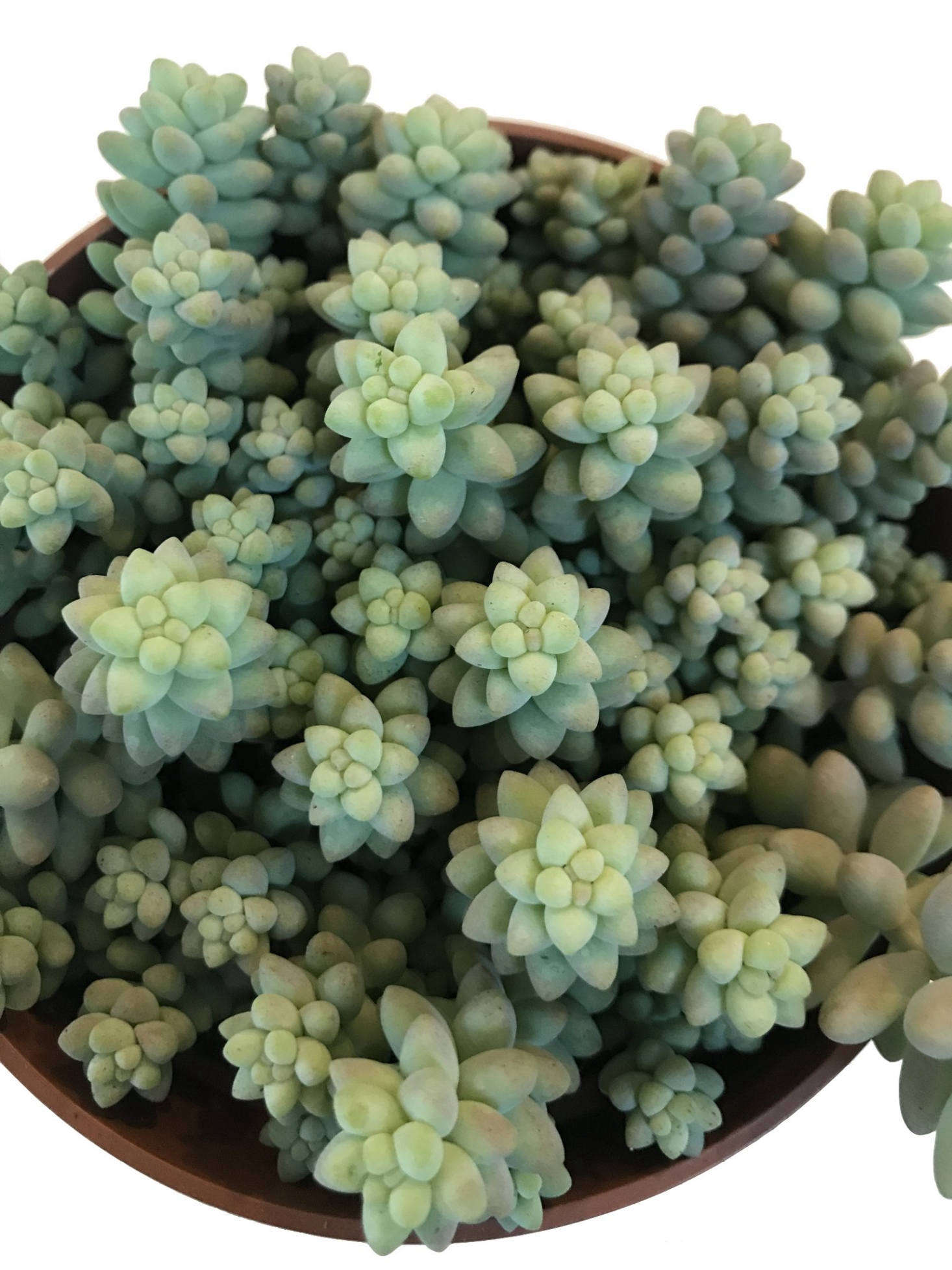 Depending on the cultivar, the leaves can be pointed or rounded; 