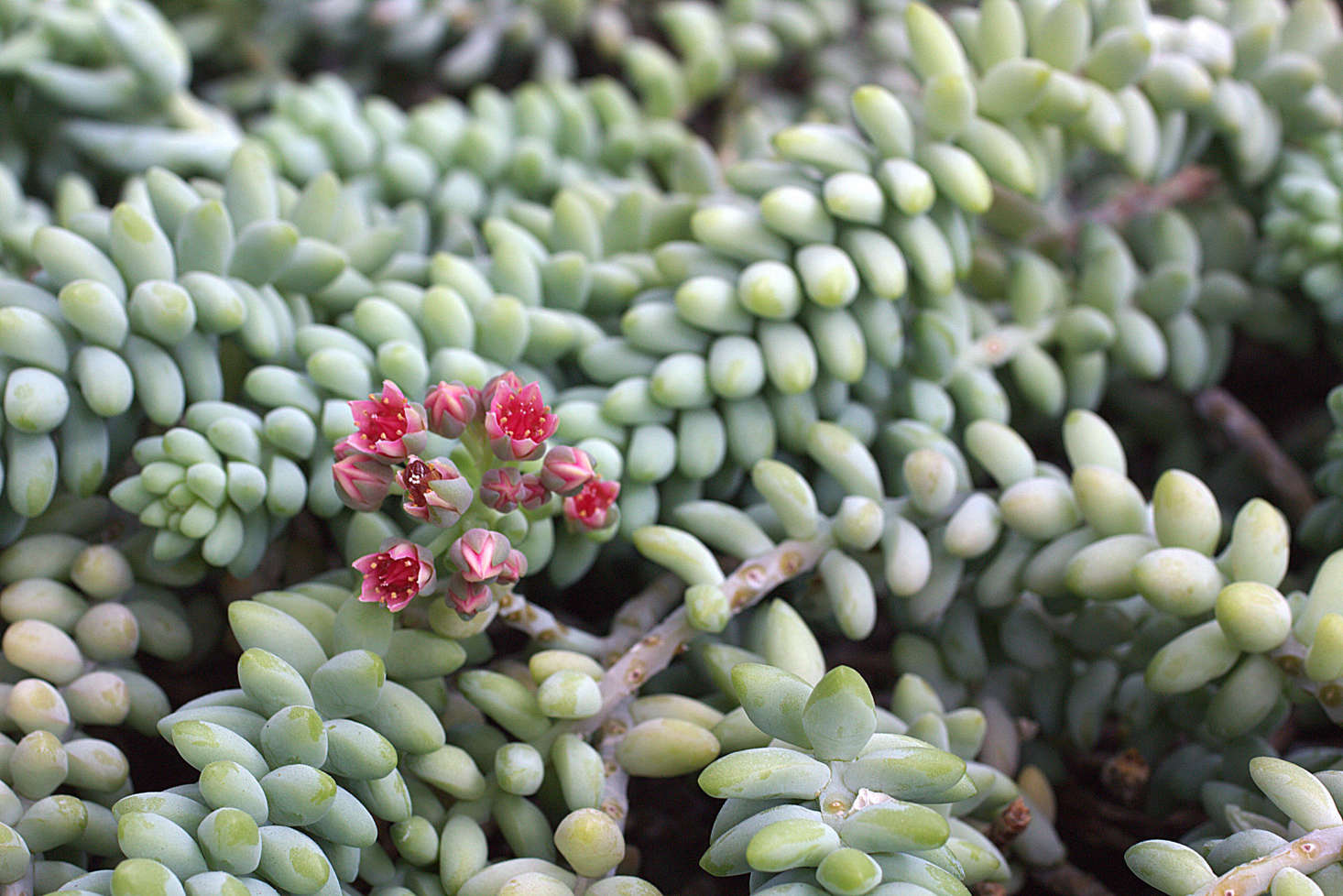 Tiny red flowers (or sometimes white or yellow, depending on the cultivar) appear seasonally on burro