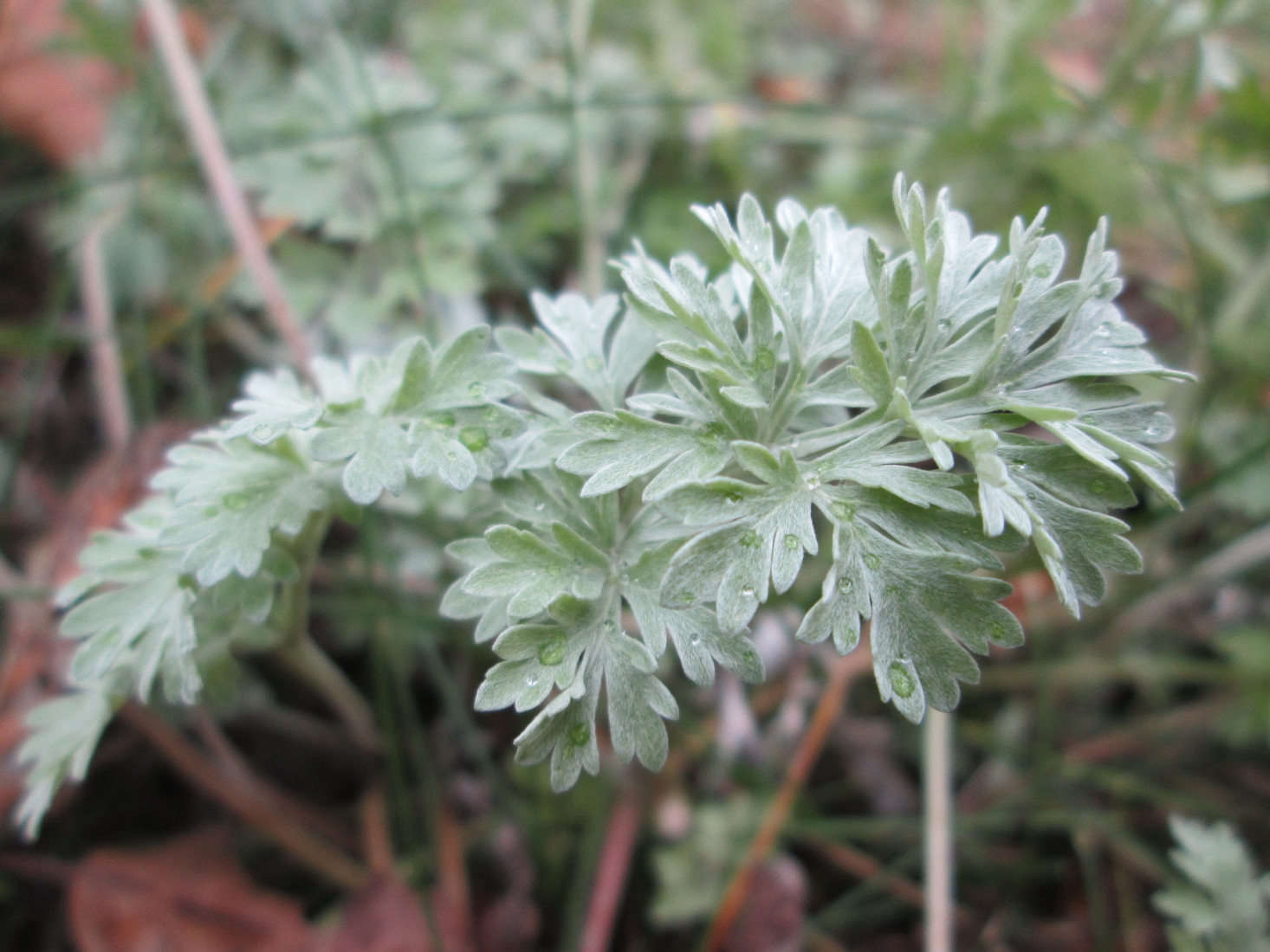 Artemisia absinthium likes full sun, and favors poor soil with excellent drainage. It is a good choice for low-water gardens and is hardy from USDA zones 4 to 9. Photograph by Andreas Rockstein via Flickr.