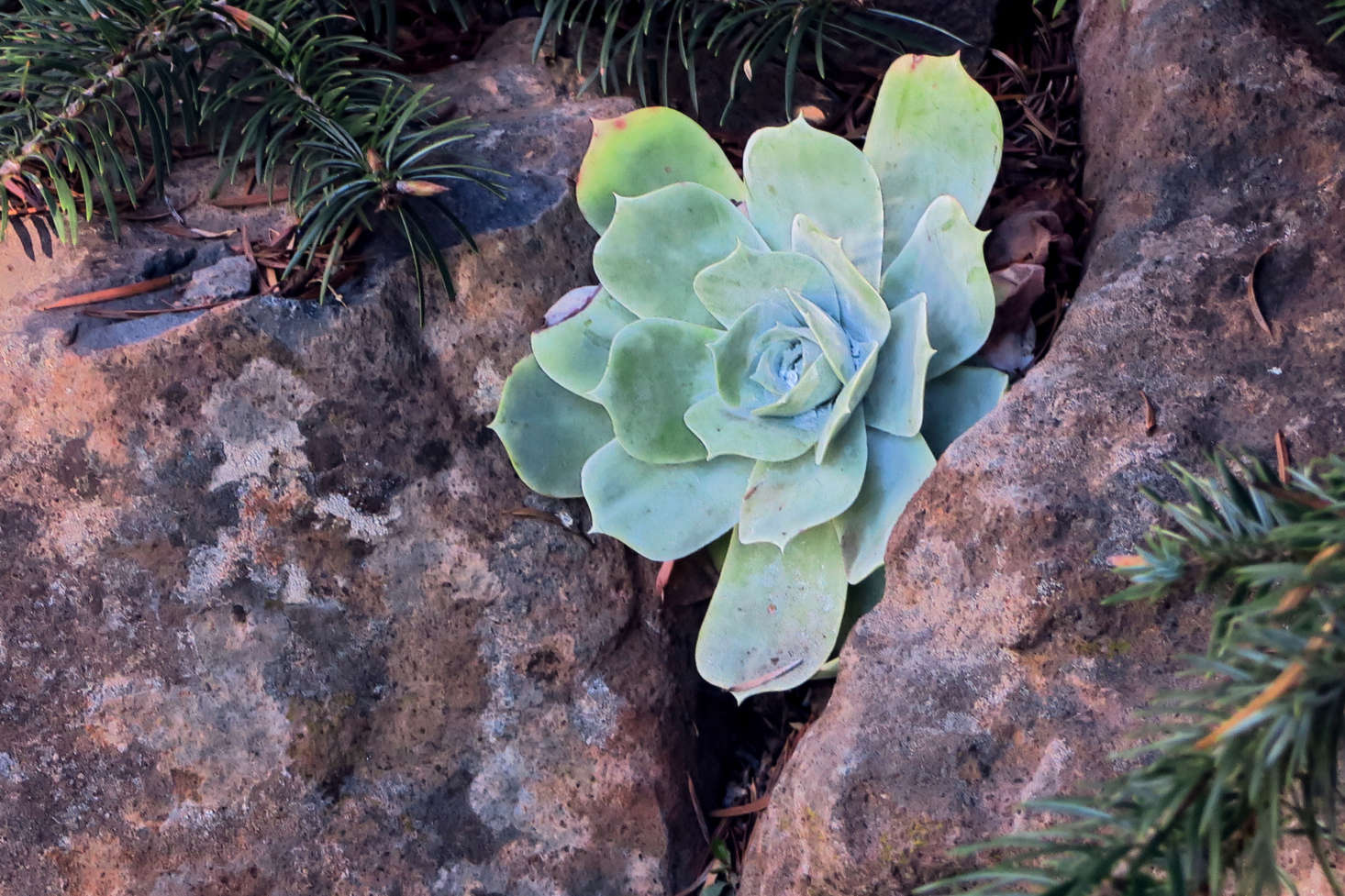 Dudleya pulverulenta (chalk dudleya). 