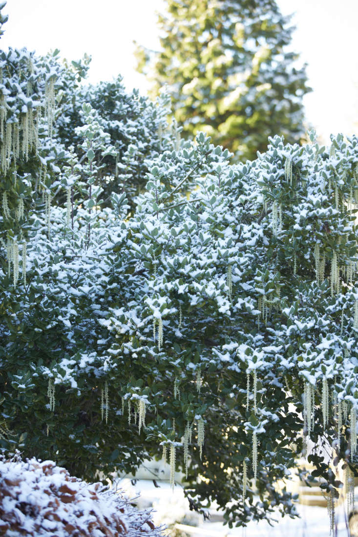  Above; Garrya elliptica looks all the better in snow.