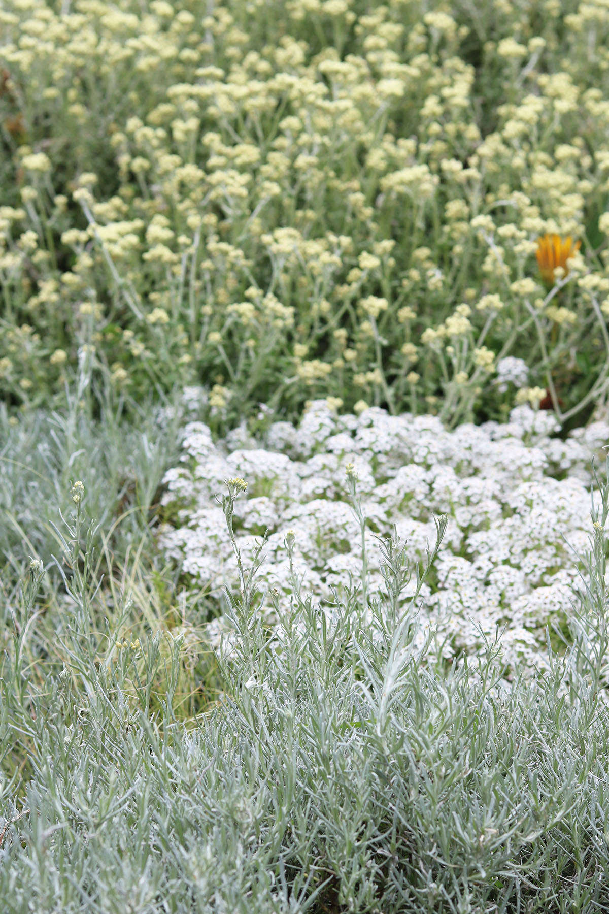Like the sages, the silver foliage of so-called curry bush (no relation to curry leaf, Murray koenigii) is deliciously aromatic. In the foreground above, Mediterranean Helichrysum italicum