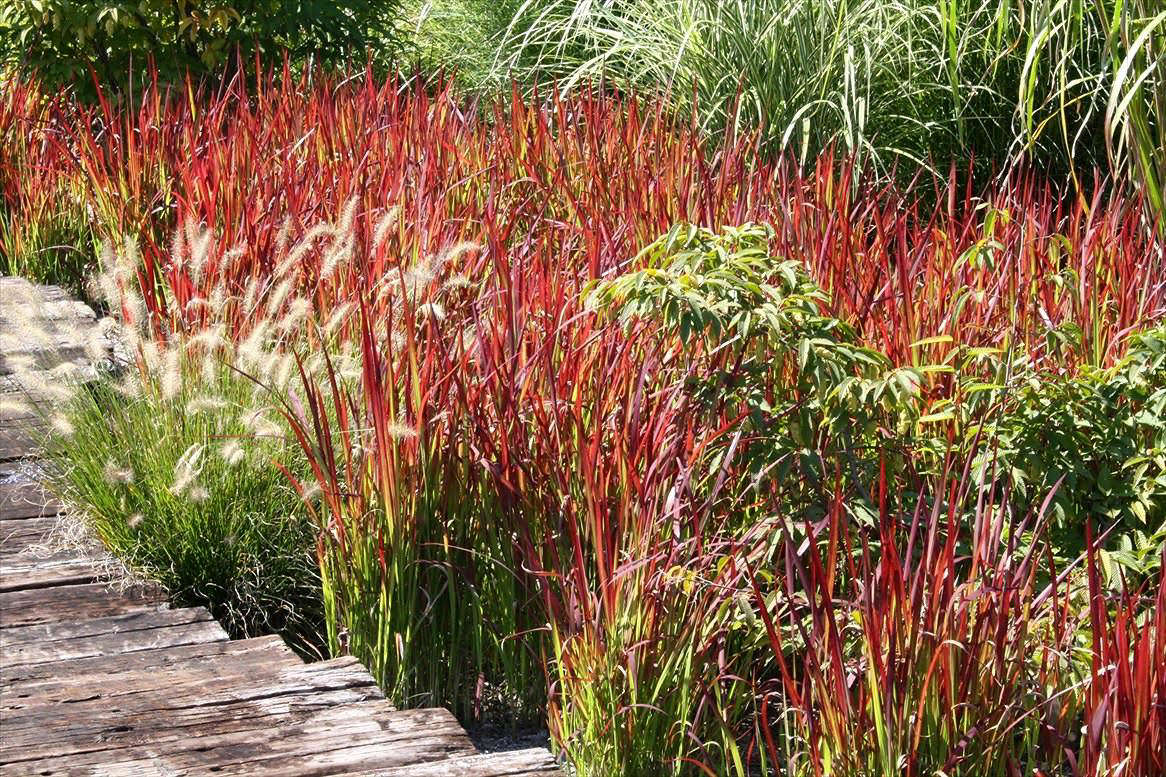 See Desert Horizon Nursery for Japanese Bloodgrass information and prices.