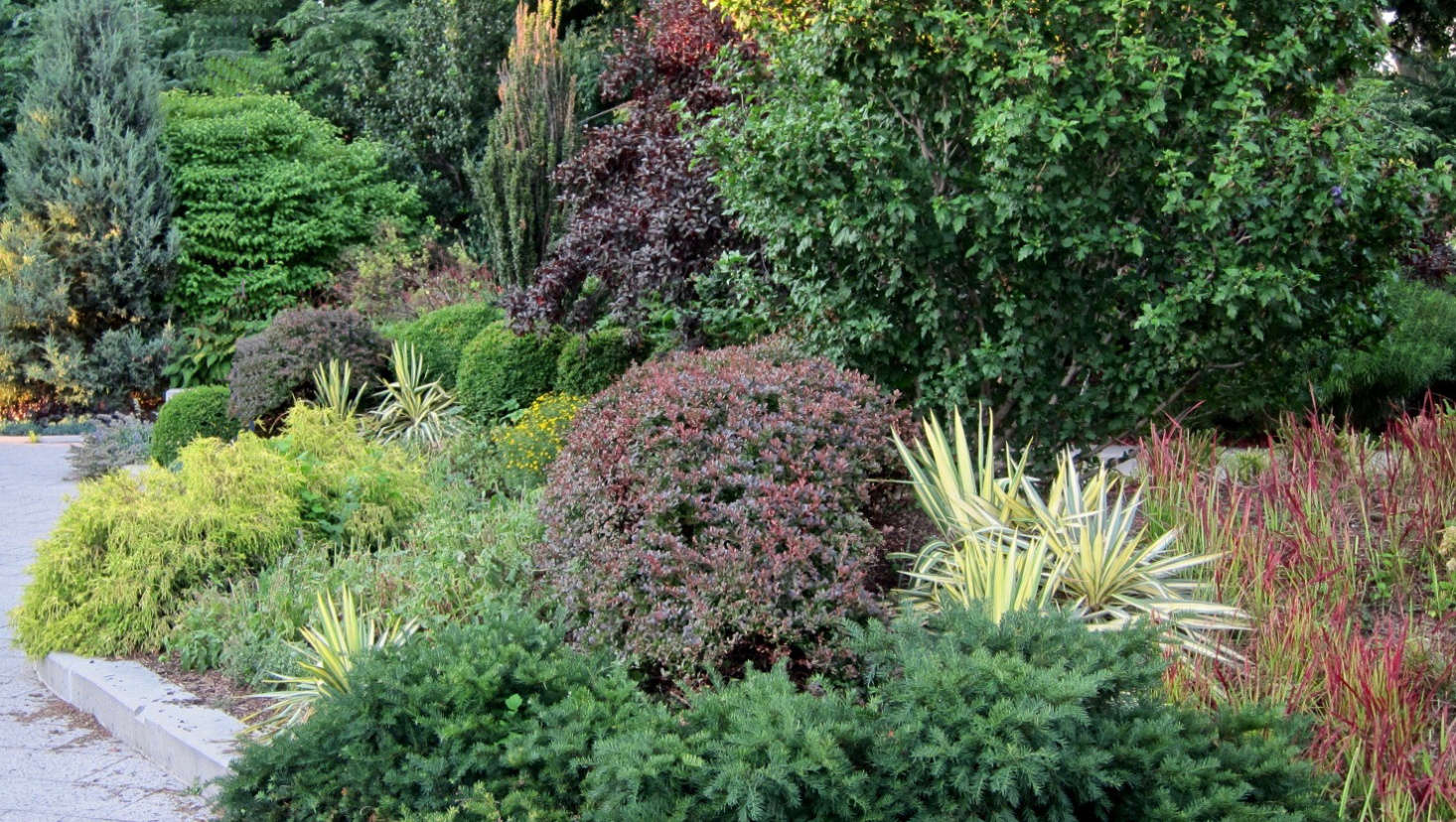 Japanese bloodgrass (I. cylindrica 