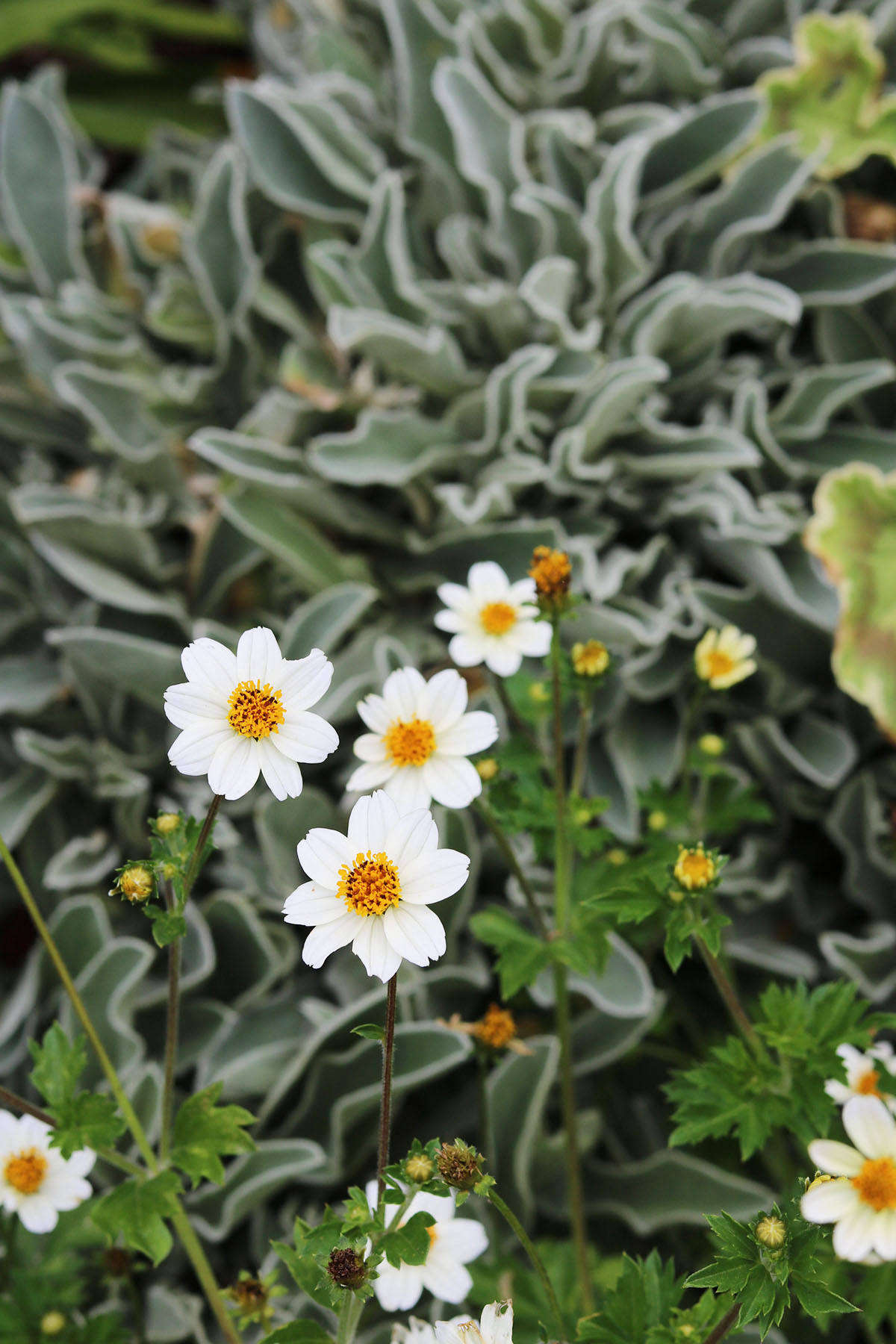The tight mounds of rose campion leaves complement the habits of looser-limbed plants such as the coreopsis, above. Native to Europe, rose campion is hardy in USDA zones 4 to 8.